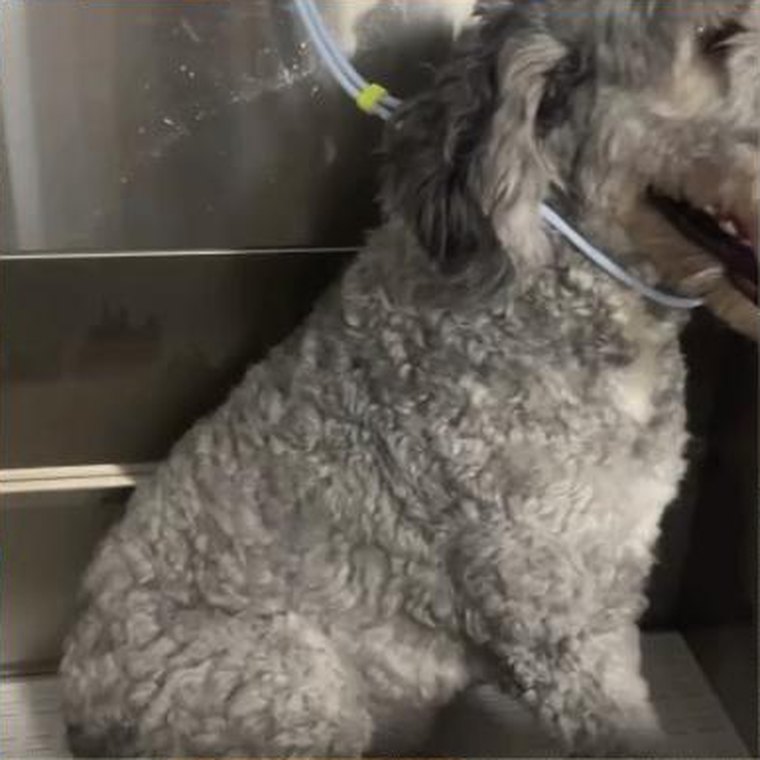 A grey doodle being washed in the grooming bath