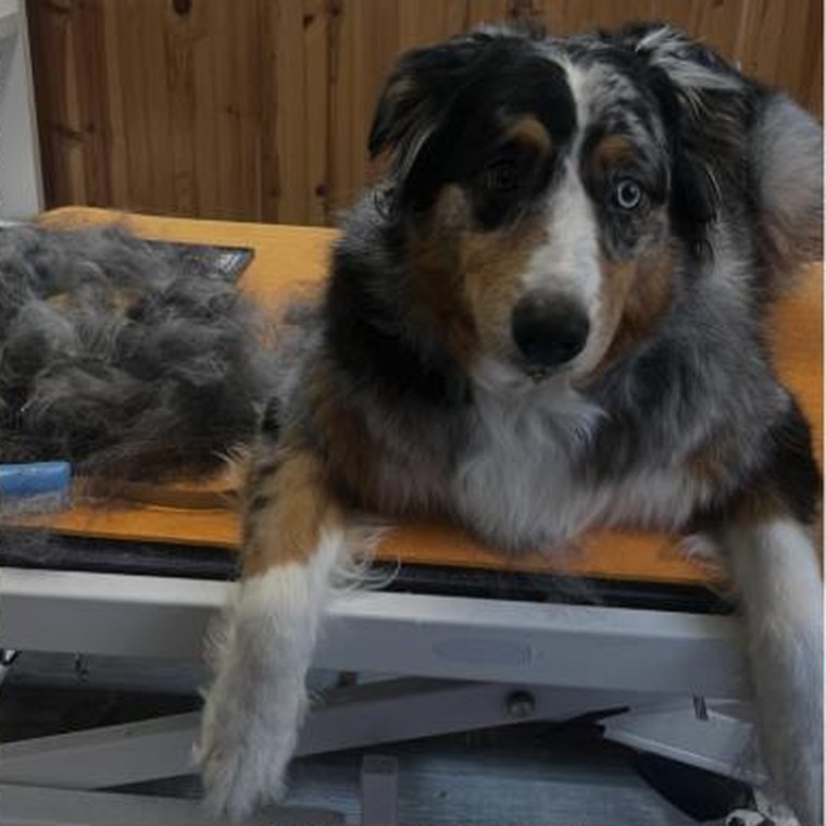 An Australian shepherd on the table beside a large pile of brushed-out undercoat