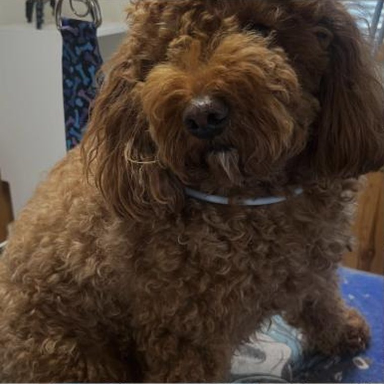 A red doodle with a fresh face trim