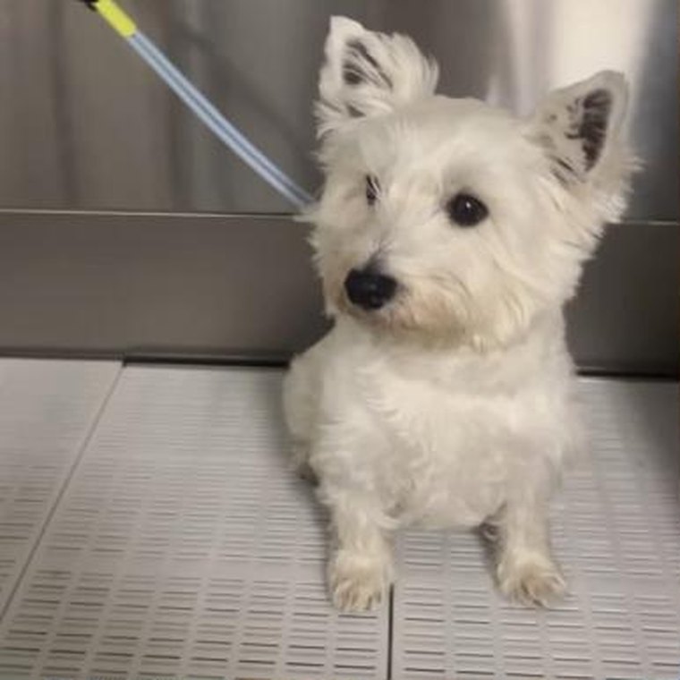 A white terrier freshly groomed and standing on the grooming table