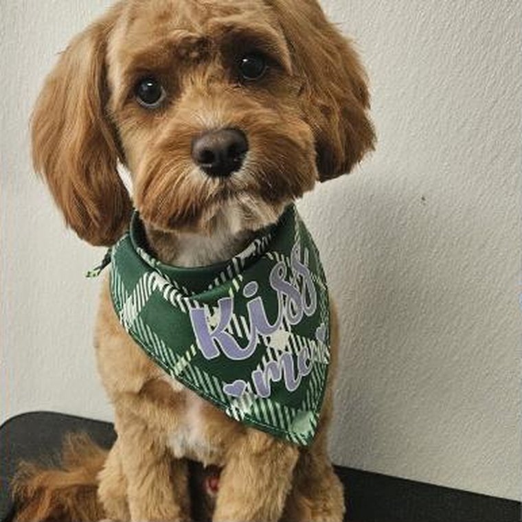A freshly groomed cavapoo wearing a green bandana after a haircut at Pawsobilly The Best